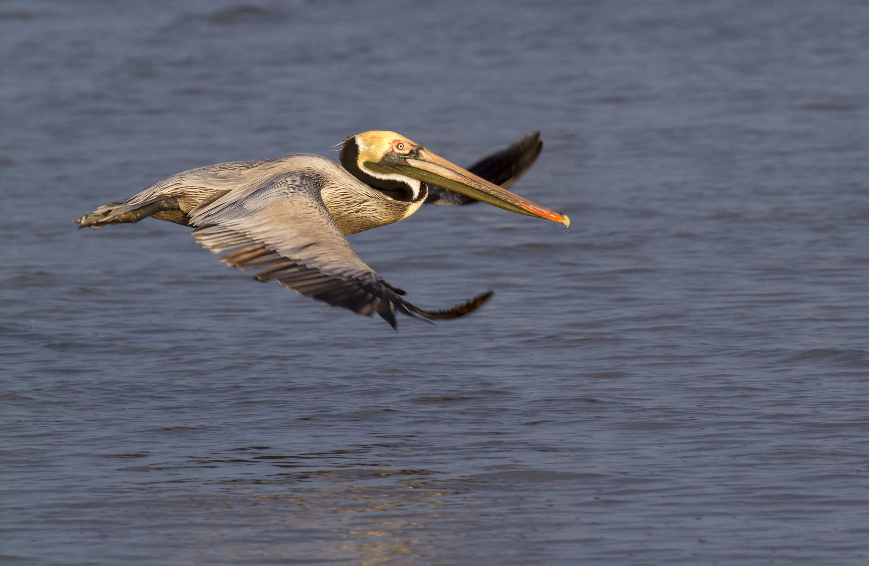 braunpelikan im Flug