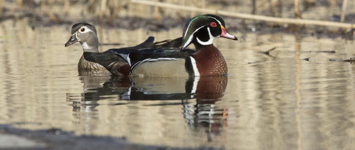 Brautenten Paar auf einem See