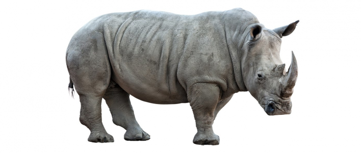 Breitmaulnashorn