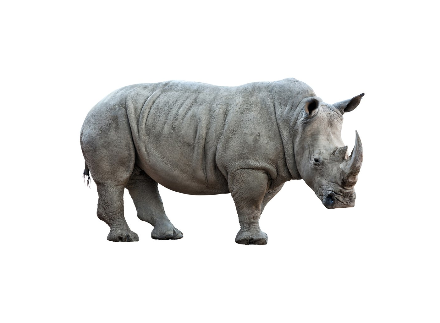 Breitmaulnashorn