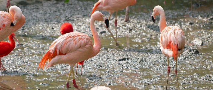 Chileflamingo Gruppe in Schlamm