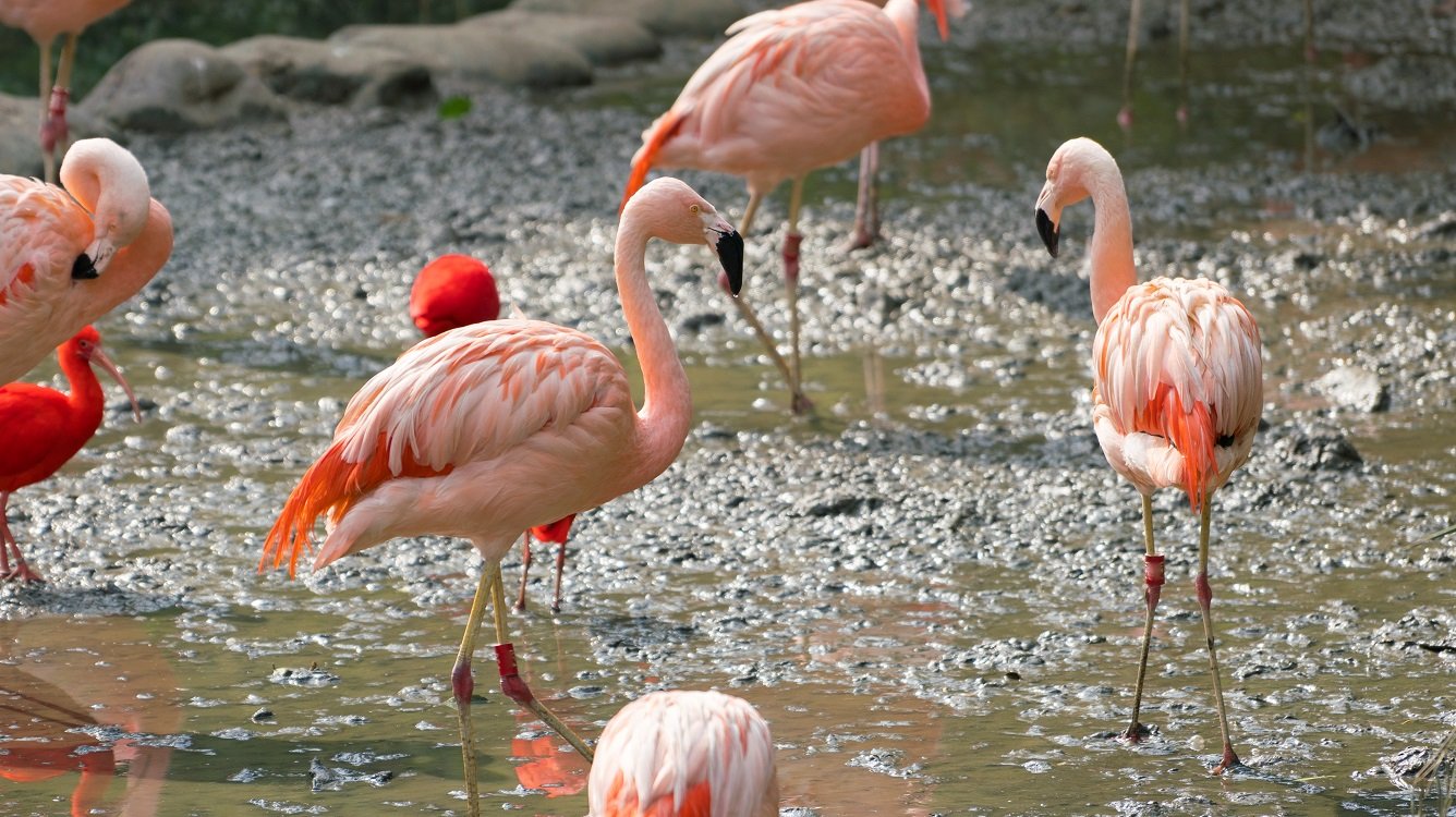 Chileflamingo Gruppe in Schlamm