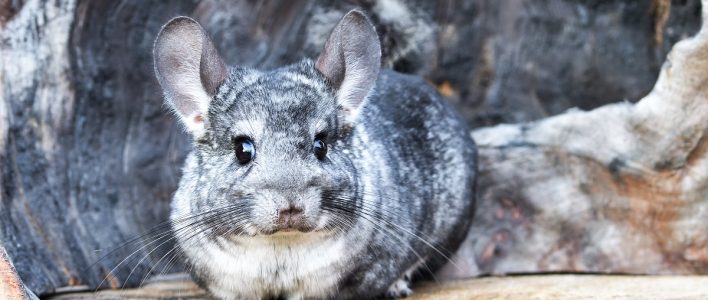 Graues Chinchilla auf Felsen