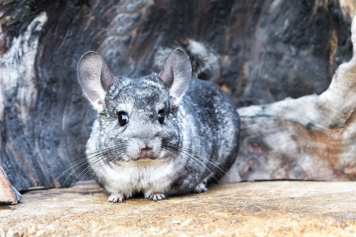 Graues Chinchilla auf Felsen