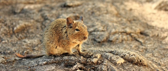 Degu auf Felsen