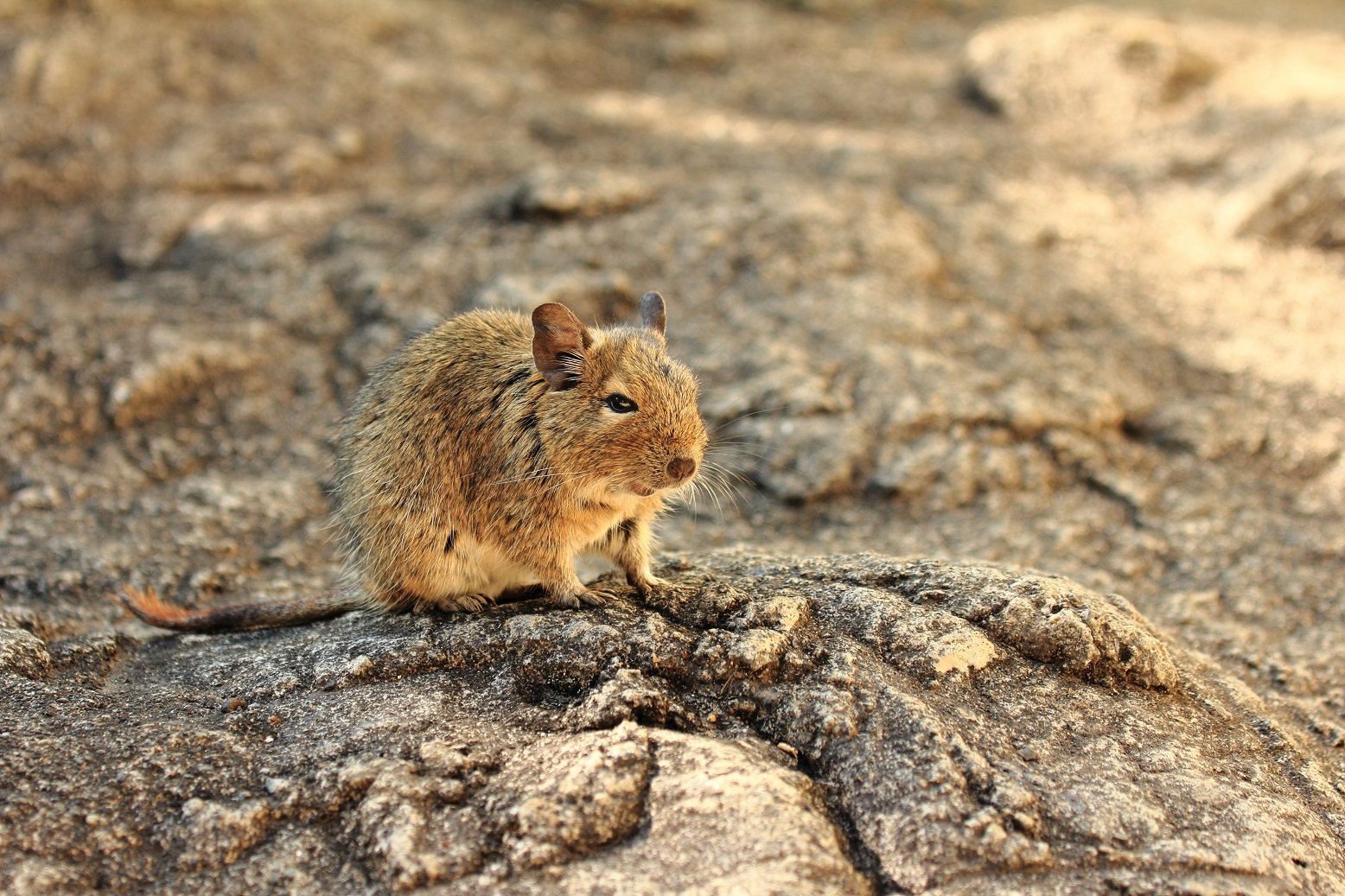 Degu auf Felsen