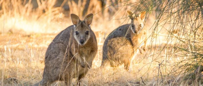 Derbywallaby