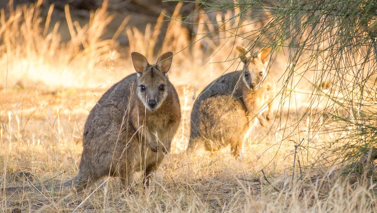 Derbywallaby