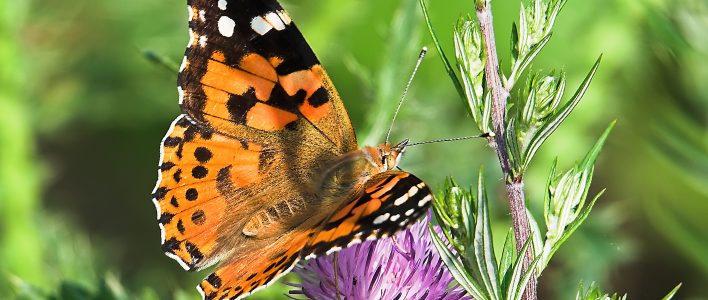 Distelfalter auf Distel