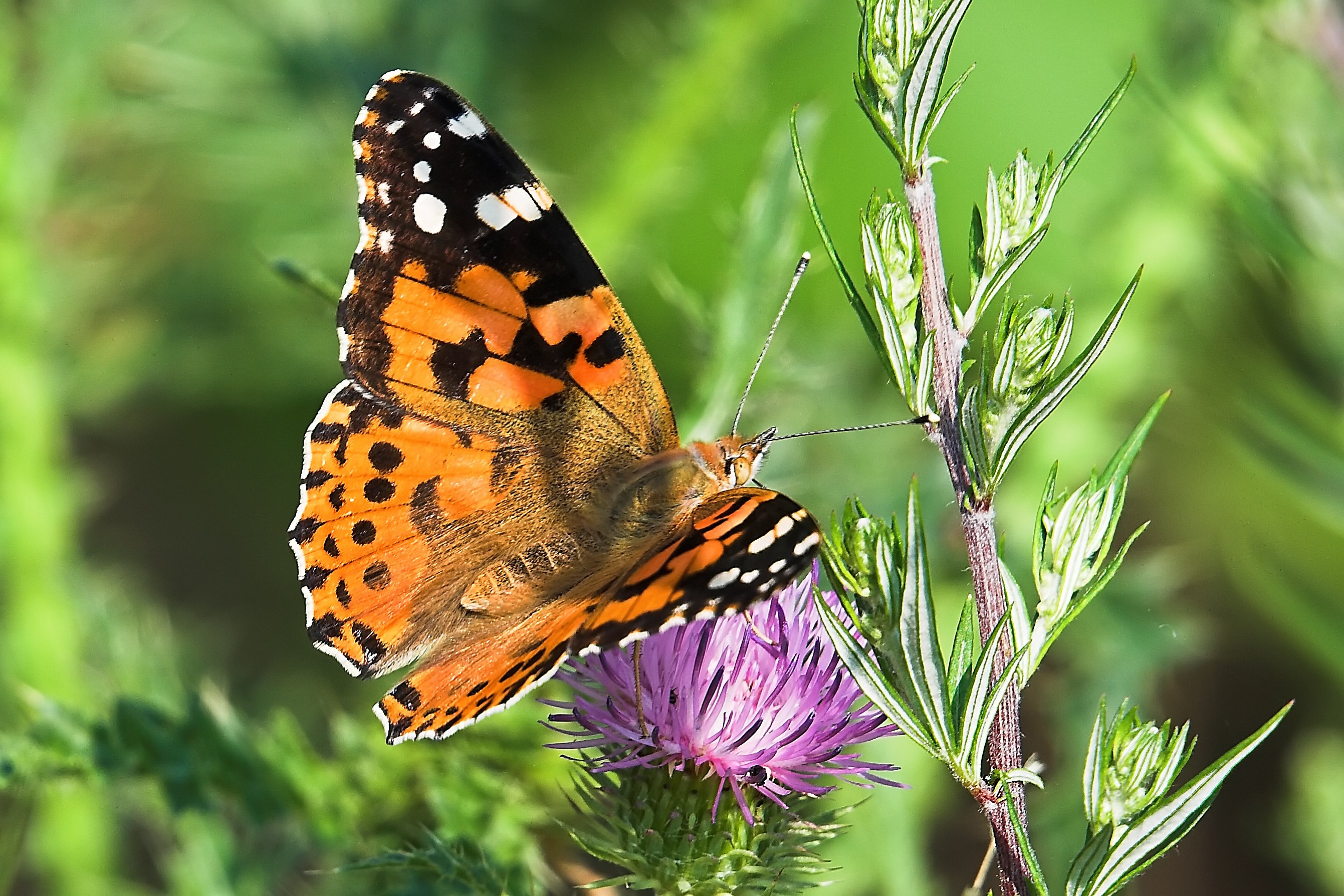 Distelfalter auf Distel