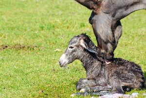 fohlen wird direkt nach geburt von der mutter abgeleckt