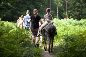 eselwanderung-therapie