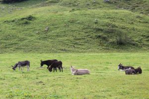 esel-weide-grasen-gruppe