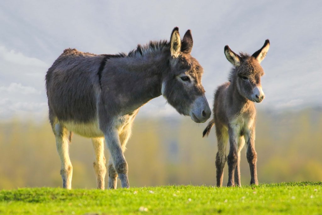 Esel freundliches Herden und weltweit verbreitetes Haustier Esel freundliches Herden und weltweit verbreitetes Haustier
