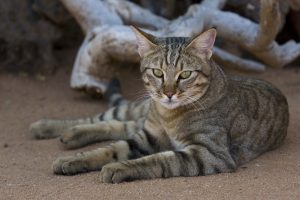 afrikanische wildkatze (falbkatze)