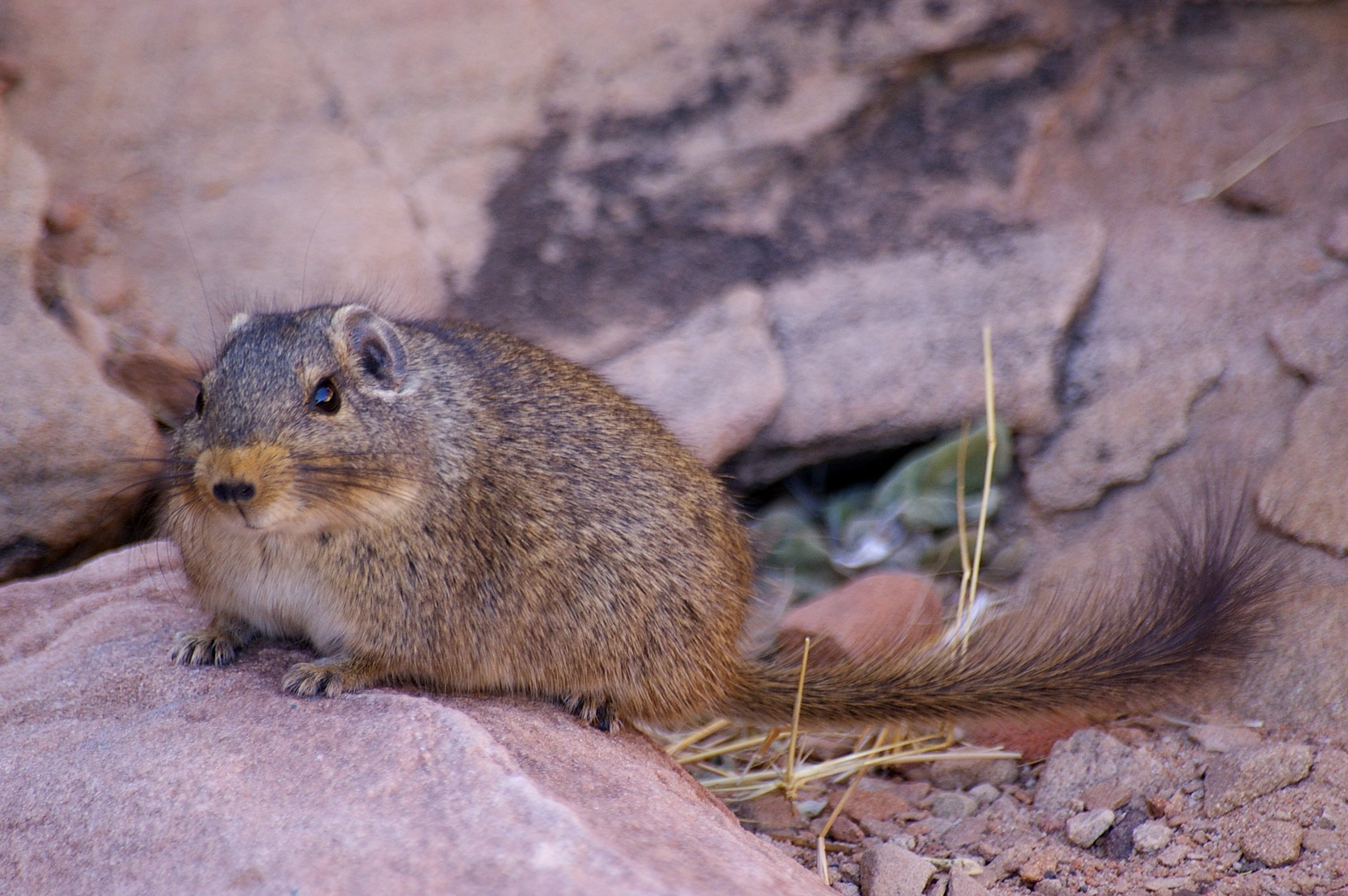 Felsenratte