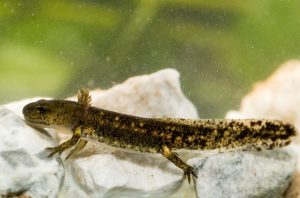 Larve eines Feuersalamanders in einem Bach