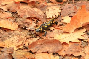 Feuersalamander im Wald