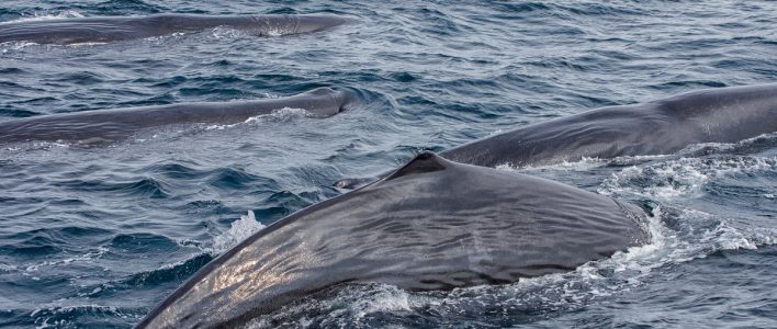 mehrere Finnwale im Meer