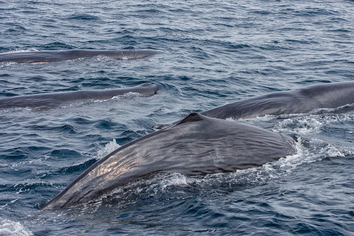 mehrere Finnwale im Meer