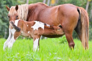 fohlen trinkt muttermilch