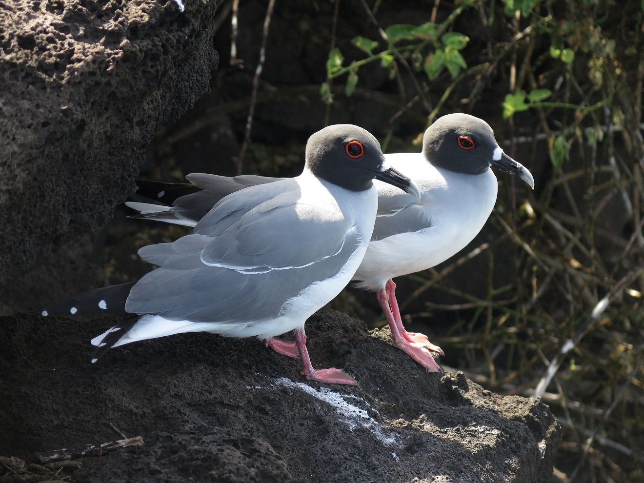 Gabelschwanzmöwe