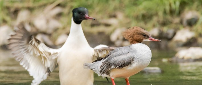 Gänsesäger Paar im Teich