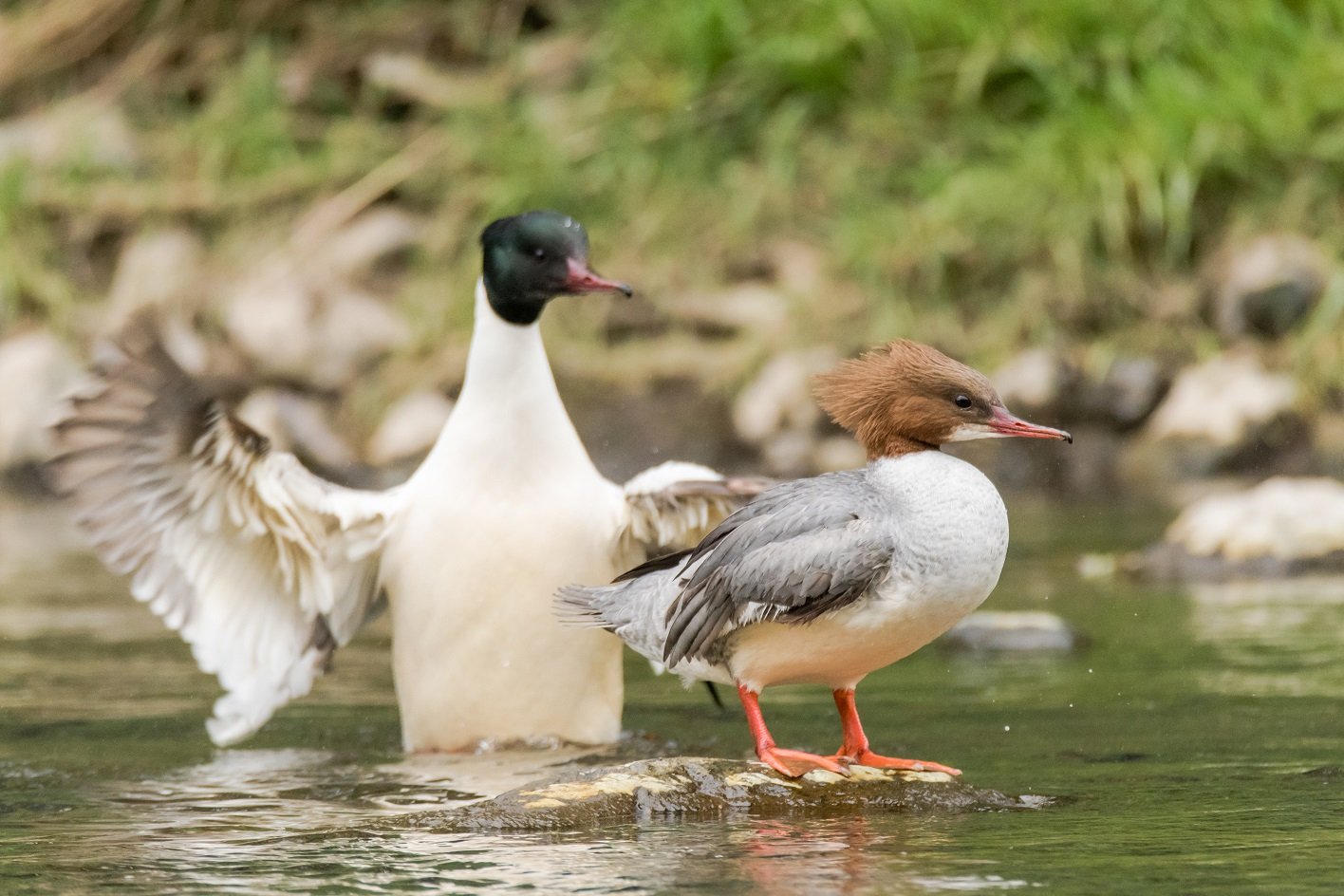 Gänsesäger Paar im Teich