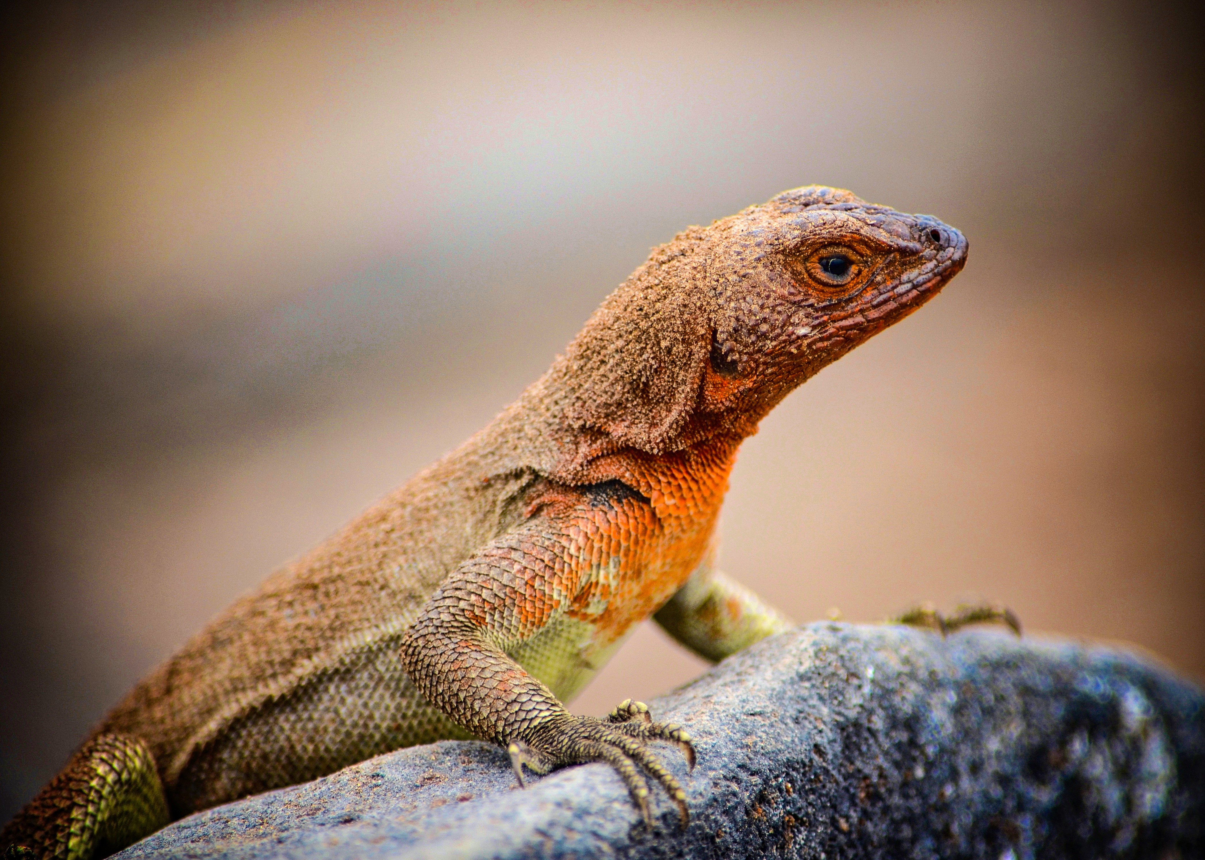 Galapagos Lavaeidechse