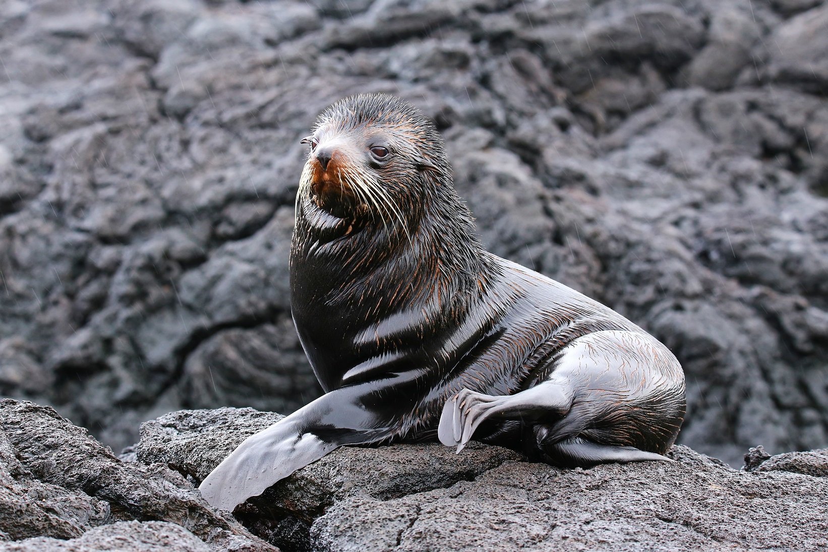 Galapagos-Seebär