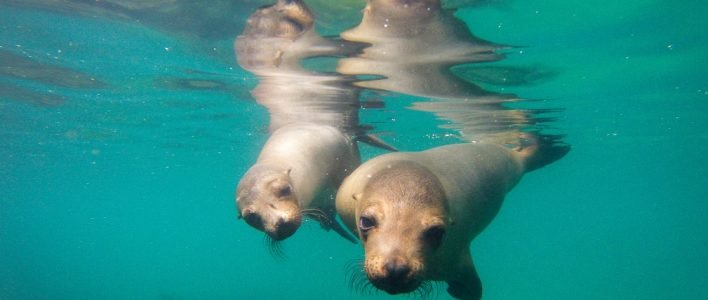 Galapagos-Seelöwe