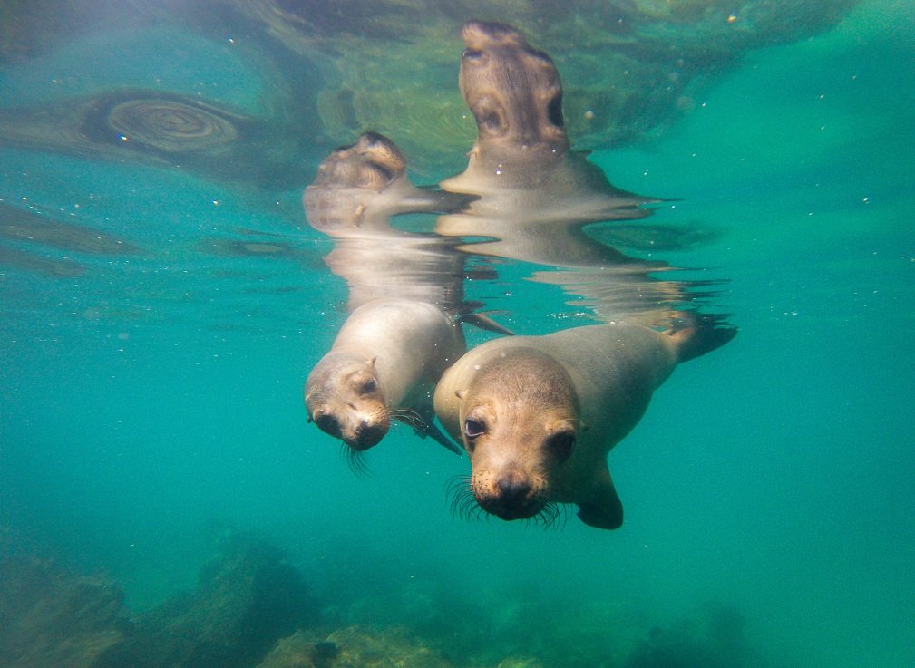 Galapagos-Seelöwe