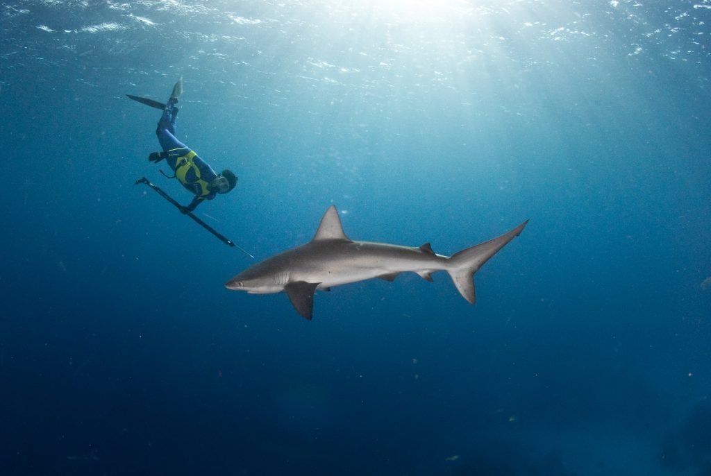 Haie Infos, Bilder und Steckbriefe zu den gefürchteten Räubern der Meere
