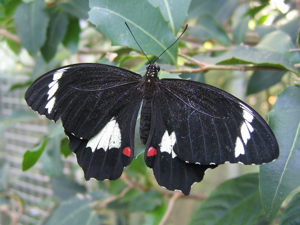 Garten-Schwalbenschwanz Männchen