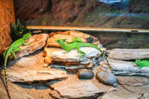 Terrarium mit grünen Geckos