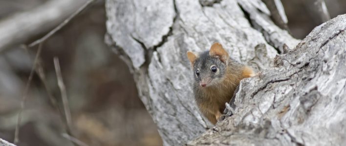 Gelbfußbeutelmaus