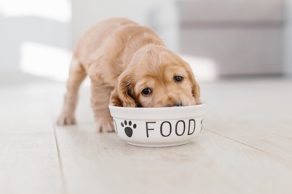gesunde hundernährung