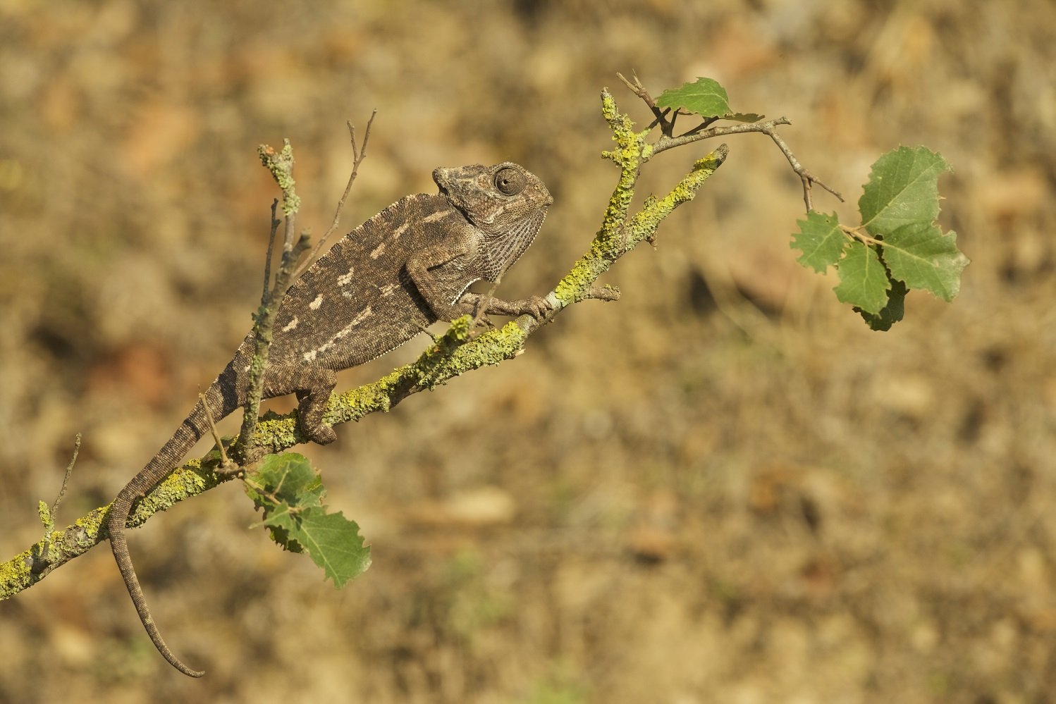 Gewöhnliches Chamäleon