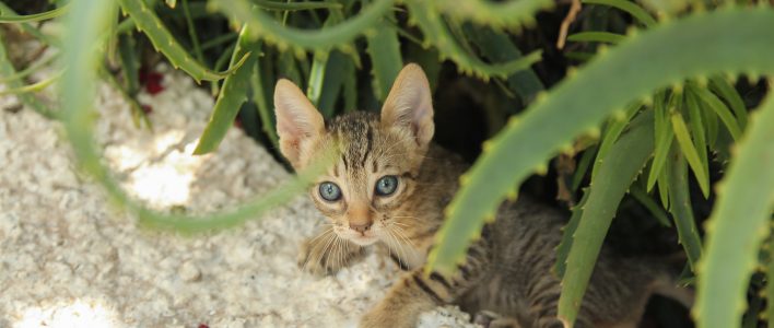 Kätzchen mit Aloe Vera