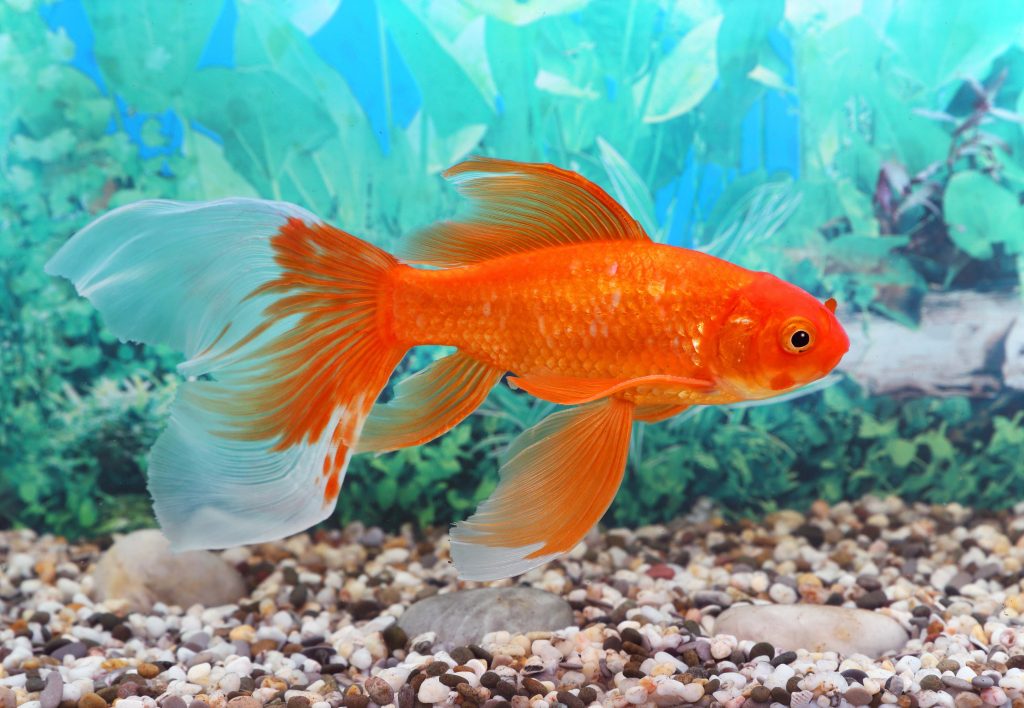 Goldfisch ältestes Haustier und bekannter Süßwasserfisch Goldfisch ältestes Haustier und bekannter Süßwasserfisch