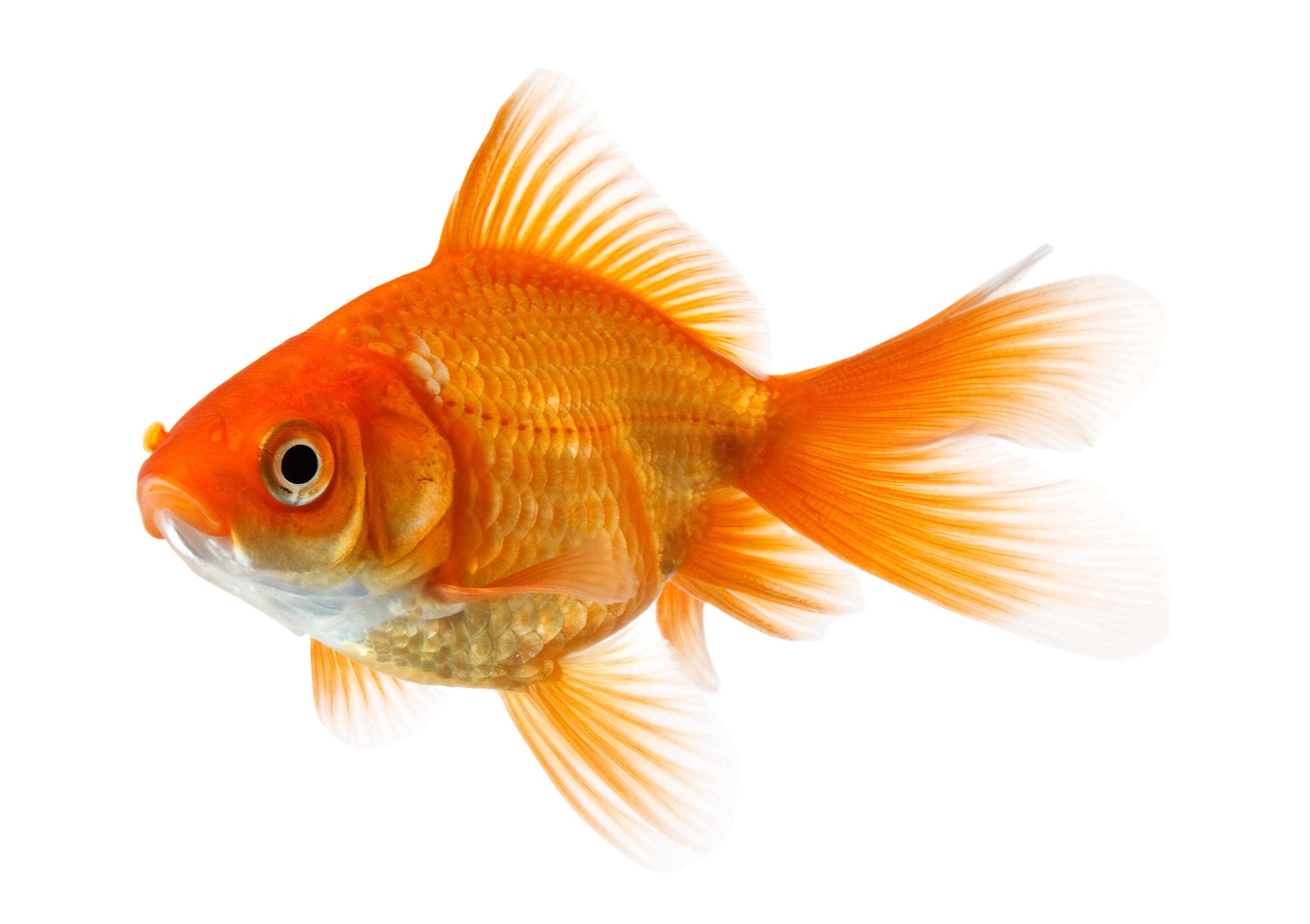Goldfisch: ältestes Haustier und bekannter Süßwasserfisch