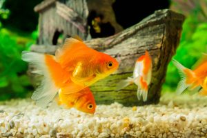 goldfische aquarium schwarm