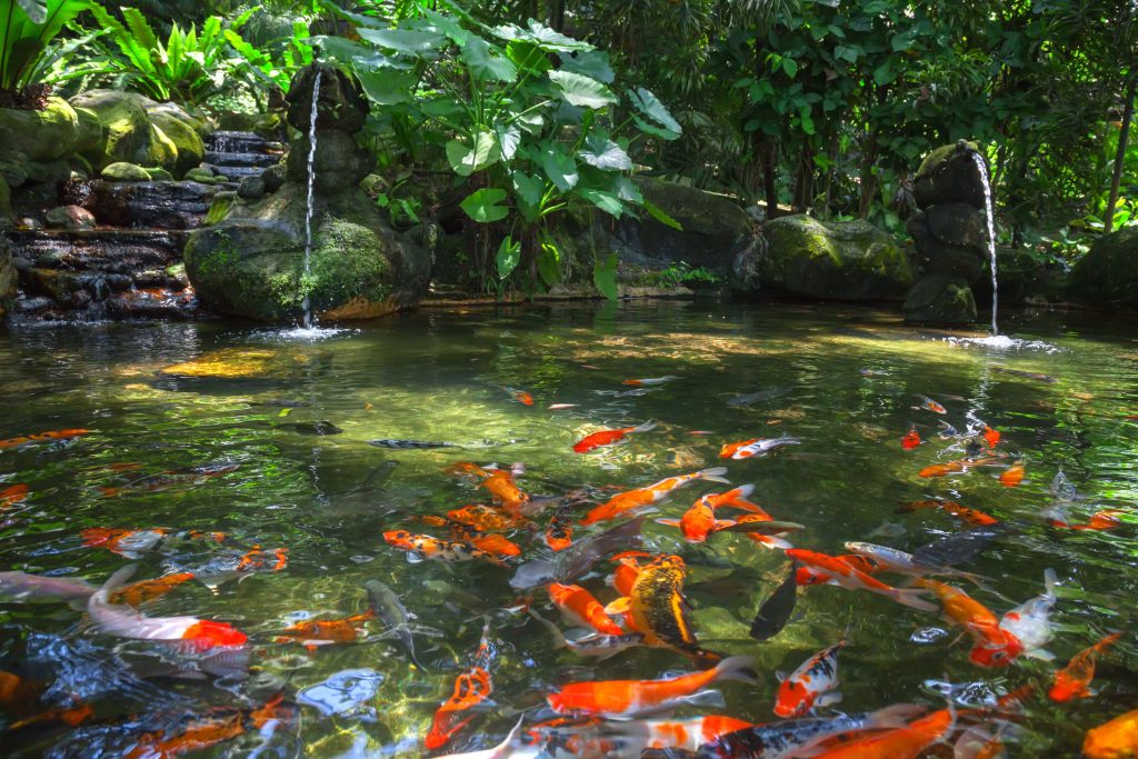 Goldfisch ältestes Haustier und bekannter Süßwasserfisch