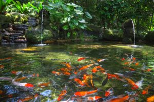 goldfische im gartenteich