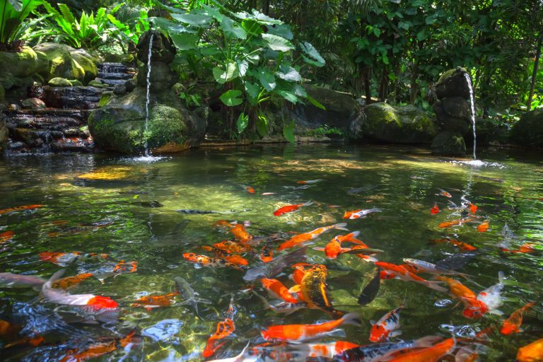 Goldfisch ältestes Haustier und bekannter Süßwasserfisch