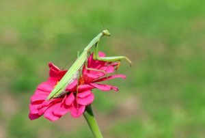 Gottesanbeterin auf Blüte