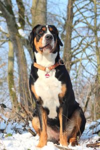 großer schweizer sennenhund sitzt auf Schnee