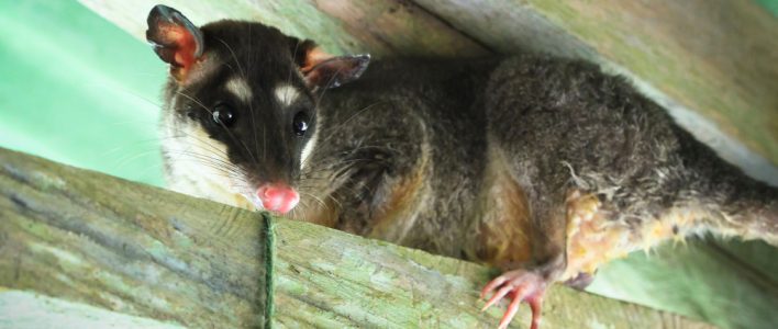 Graue Vieraugenbeutelratte