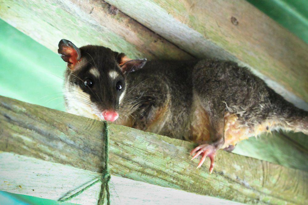 Graue Vieraugenbeutelratte