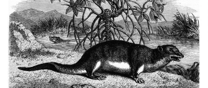 Große Otterspitzmaus Illustration